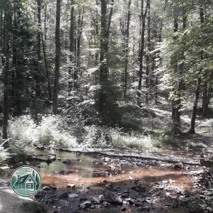 Forêt du Cranou